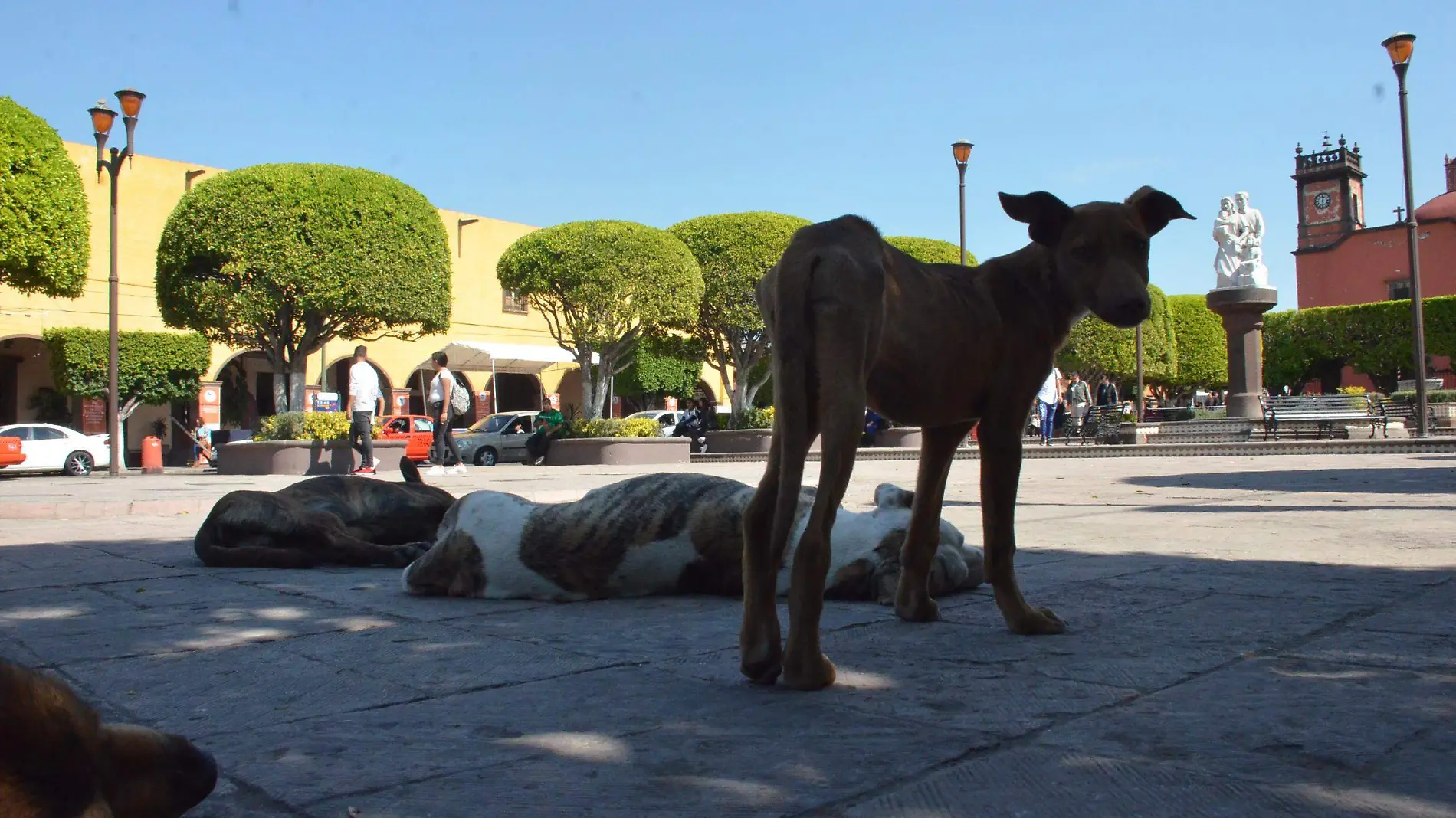 El titular del Colegio de Veterinarios consideró que va en incremento el número de peeros callejeros en la zona centro y comunidades de San Juan del Río.